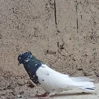 کله سیاه درشت