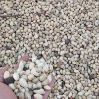 خریدار پسته رابی پوک