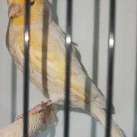 قناری ماده فائو آماده پاکسازی شده