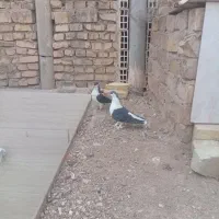 نروماده اصفهانی