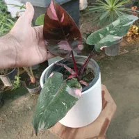 گل فیلودندرون پینک پرنسس ارسال رایگان + هدیه‌|گل و گیاه طبیعی|مشهد, خرم آباد|دیوار