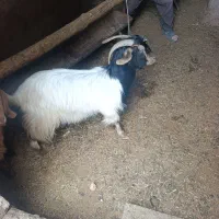 بز نژاد دار ترکی درجه یک