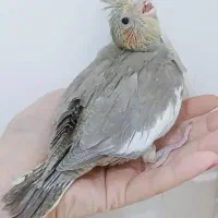 جوجه عروس سرلاکی|پرنده|فردیس, منظریه|دیوار