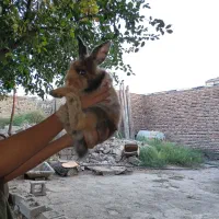 خرگوش