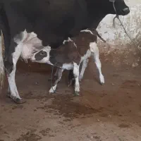 گاو خارجی با گوساله المانی ماده