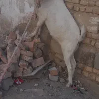 بزونربزسانن|حیوانات مزرعه|زاهدان, |دیوار