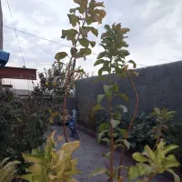 فروش باغ ویلا در روستای راوه