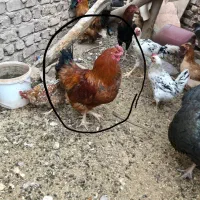 خروس محلی /برهما/بوقلمون|حیوانات مزرعه|رفسنجان, |دیوار