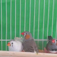 فنچ بالغ|پرنده|شیروان (خراسان), |دیوار