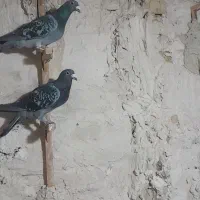 سلام کفتر