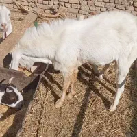 نربز پاکستانی اصل گوش بلند