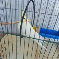 یک جفت عروس هلندی مولد|پرنده|رومشکان, |دیوار