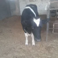 گوساله هلیشتان