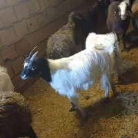 بز چپش|حیوانات مزرعه|لواسان, |دیوار