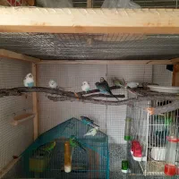 مرغ عشق مولد به ضمانت