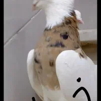 جوجه مغلف سرور