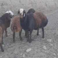 بره قوچ هترو|حیوانات مزرعه|تربت‌حیدریه, کلاته توکلی|دیوار