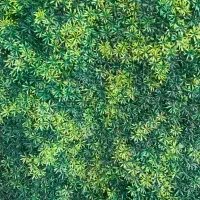 دیوارپوش برگ  پرتغال سرسبز زیبا برای بارکن ..