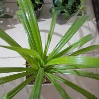 گل وگیاه آپارتمانی فروش به علت جابجایی
