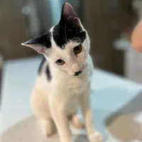 واگذاری گربه دی اس اچ شیطون و خونگرم