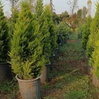 گیاهان بیرونی|خدمات باغبانی و درختکاری|چاف و چمخاله, |دیوار