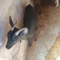 بز مورسیاه اصل