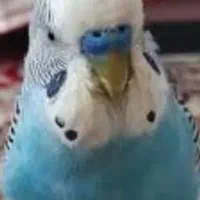 خرید وفروش مرغ عشق مولد