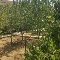ویلاباغ درحیدره بالای شهر مشاورملک شایگان|فروش خانه و ویلا|همدان, |دیوار