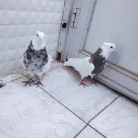 کبوتر