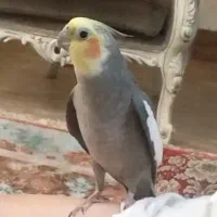 عروس هلندی نر سخنگو دستی همراه با قفس و کلی وسایل