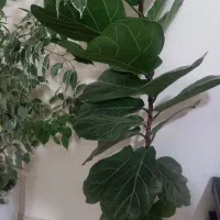 گل طبیعی|گل و گیاه طبیعی|تربتحیدریه, ۴۵ متری|دیوار