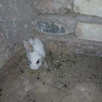 خرگوش