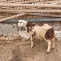 بره|حیوانات مزرعه|خاوه, |دیوار