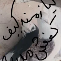 کفتر تهران نیاز