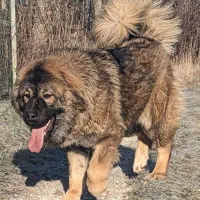 سگ سراب سگ‌ پژدر و ژرمن شپرد|سگ|ماهدشت, |دیوار