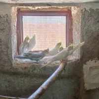 عروس هلندی