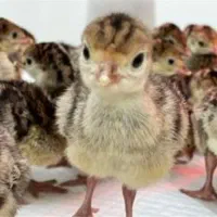 فروش جوجه بوقلمون از یک روزه تا نیمچه (یک ماهه)