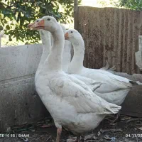 غاز محلی ارگانیک|حیوانات مزرعه|قائم‌شهر, |دیوار