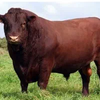 اسبکشی وحمل دام زنده|خدمات حمل و نقل|ابهر, |دیوار