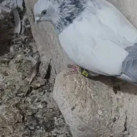 کبوتر سینه ابی|پرنده|داراب, |دیوار