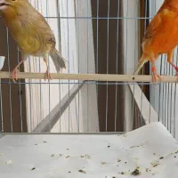 قناری دارچینی و چغندری ماده مست جوان آماده|پرنده|شاهینشهر, شهرک امام علی|دیوار