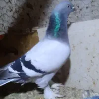 نر سبز و ماده گوگ