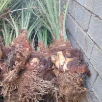 بفروش|حراج|سراوان, |دیوار