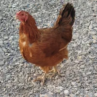 مرغ تخم گذارگلپایگان