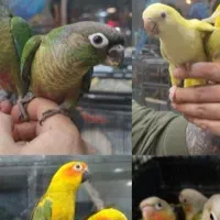 پرنده فروشی