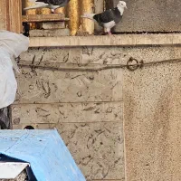 کفتر کبوتر مفلق ماده طوقی|پرنده|اصفهان, سرچشمه|دیوار