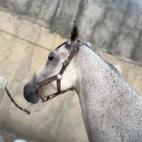 مادیون ابرش ۶ دنگ