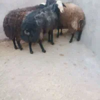 فروشی فوری سه عدد قوچ|حیوانات مزرعه|تاکستان, |دیوار