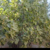 ملک انجیر