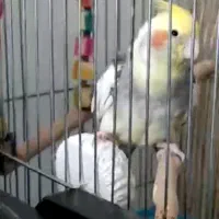 گمشده عروس هلندس اسلامشهر